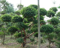 雀梅樁 ,蘇州光福苗木基地