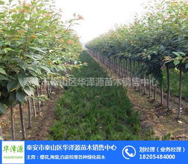 泰安市泰山區華澤源苗木銷售中心