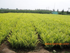 山東草花 苗木供應青州承玉花卉苗木基地批發–山東草花 苗木供應青州承玉花卉苗木基地廠家–山東草花 苗木供應青州承玉花卉苗木基地供應商