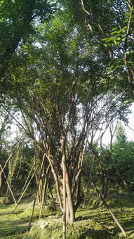 綠化苗木,樹葉園藝茶條槭基地