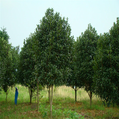 綠化苗木2-8公分紅花丹桂桂花樹桂花樹苗丹桂桂花樹苗
