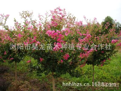 【昊龍廠家直銷綠化景觀工程苗木紅花紫薇樹苗百日紅苗木品質保證】瀏陽市昊龍苗木種植專業合作社 - 產品庫