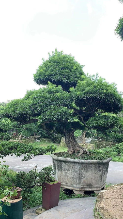 苗木界的 口紅 羅漢松