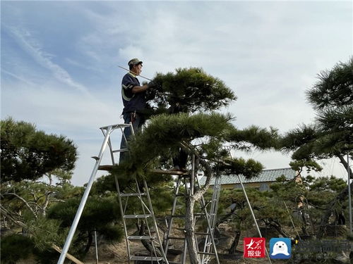 中國商品市場綜合百強 山東東岳國際花木城 用苗木花卉筑起泰安產業升級綠色風景線