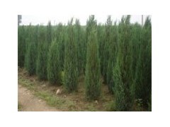 一米的儈柏價格|喬灌木|綠化苗木|供應信息|597苗木網