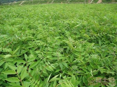 【黃菠蘿苗基地直銷 價格優惠】仔播苗,價格,廠家,供應商,花木,寬城區永發苗木培育基地 - 產品庫