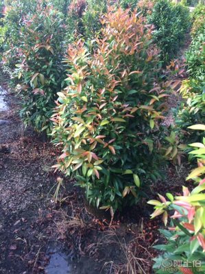【江西綠化苗木袋苗紅車、農戶種植】綠化苗木,價格,廠家,供應商,花木,龍海市東泗興輝園藝場 - 產品庫