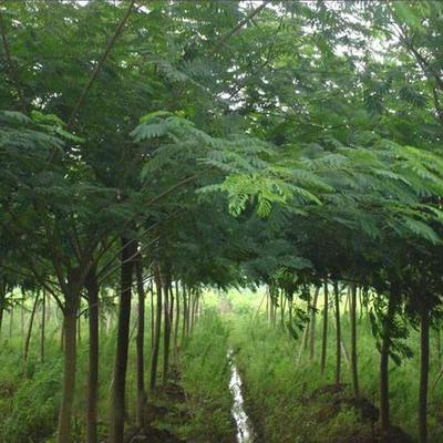 合歡樹價格 美之楓苗木綠化 金合歡樹價格