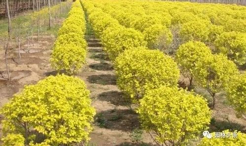 筑邦學堂 彩葉苗木市場潛力大,發展前一定要先看看這篇文章