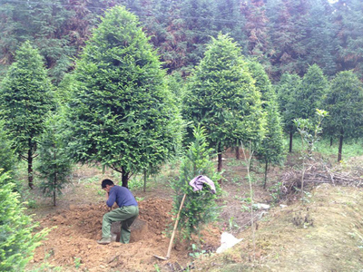 怎樣讓樹苗快生根?新栽苗木快速生根的方法