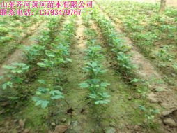 優質垂柳苗木 山東優質垂柳苗木 黃河苗木提供最新垂柳價格