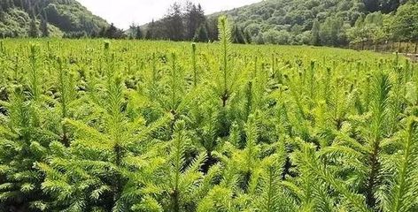 苗木管理有八字秘訣,領會了能減少損失