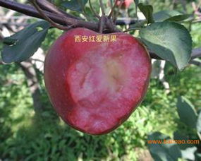平?jīng)龅募t肉蘋果苗批發(fā)–平?jīng)龅募t肉蘋果苗廠家–平?jīng)龅募t肉蘋果苗供應(yīng)商