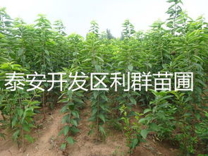 紅燈大櫻桃樹苗 紅燈大櫻桃樹苗價格 紅燈大櫻桃樹苗多少錢一棵