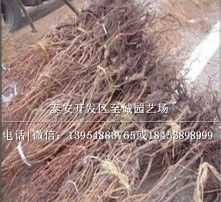 高清圖片