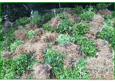 【湖南福選九號(hào)茶苗包活|福選九號(hào)茶苗批發(fā)基地】福選九號(hào)茶苗,價(jià)格,廠家,供應(yīng)商,其他農(nóng)業(yè),雅安市名山區(qū)惠農(nóng)苗木種植農(nóng)民專業(yè)合作社 - 產(chǎn)品庫