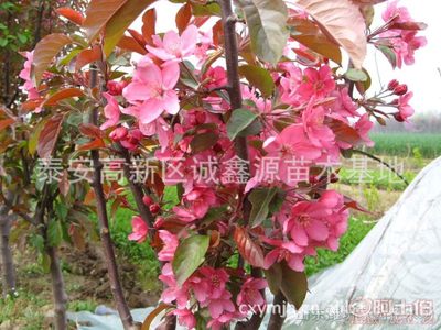 【批發(fā)西府海棠小苗北美海棠苗廠家直銷北美海棠綠化苗木】泰安高新區(qū)誠(chéng)鑫源苗木基地 - 產(chǎn)品庫
