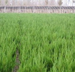龍柏苗廠家種植技術(shù)推廣供應(yīng)商 泰安開發(fā)區(qū)榮譽(yù)園藝場(chǎng)