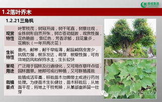 綠城集團(tuán)園林軟景苗木圖譜 全套