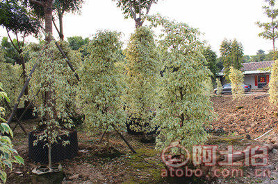 【星光榕大袋苗批發(fā)、量大優(yōu)惠】綠化苗木,價(jià)格,廠家,供應(yīng)商,花木,龍海市東泗興輝園藝場(chǎng) - 產(chǎn)品庫