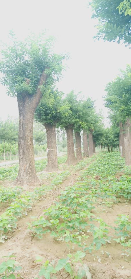 【15公分柳樹博冉苗木價(jià)低】-