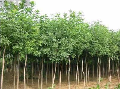 【云開苗木(圖)-白蠟樹價(jià)格行情-白蠟樹價(jià)格圖片