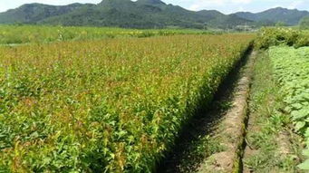 潛力苗木新品種58號(hào) 茶條槭
