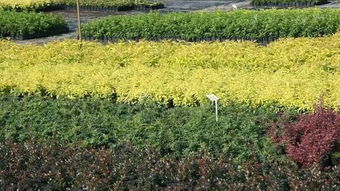 苗木種植戶如何提升苗木利潤(rùn)空間