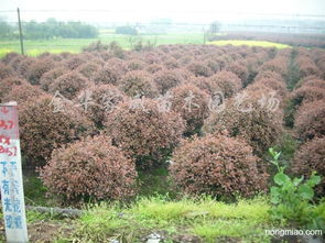 供應紅葉石楠球 其它圖片及價格 金華家威苗木園藝場