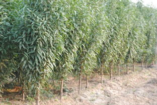 湖北有種植碧桃的基地嗎