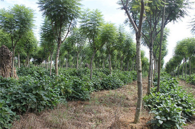 第三苗木基地(藍花楹生產)