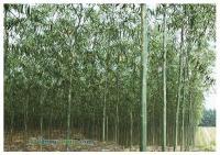 供應(yīng)山東濰坊2012年美國紅櫨最新批發(fā)價(jià)格,青州歐楓苗木基地_農(nóng)副產(chǎn)品_世界工廠網(wǎng)中國產(chǎn)品信息庫