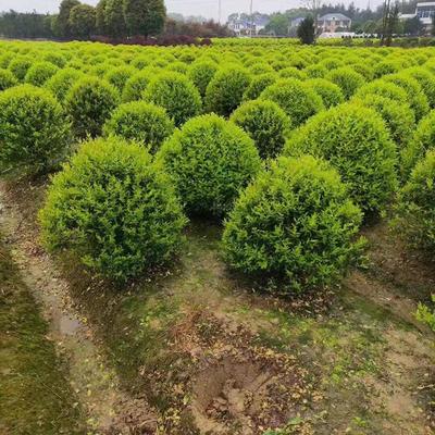 金森汝貞球 湖南苗木基地 苗木批發產地 金森汝貞價格 精品苗木球類