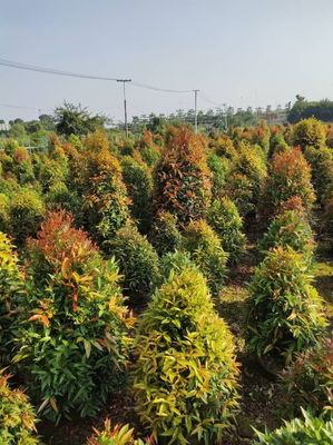 海南地區苗圃的園林綠化苗木移植技術-海南冠平苗圃
