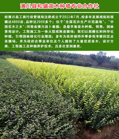 景觀樹 景觀樹種植苗圃 和盛苗木 優質商家 高清圖片 高清大圖