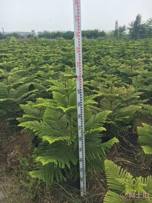【南洋杉大袋苗銷售、最新報價】綠化苗木,價格,廠家,供應商,花木,龍海市東泗興輝園藝場 - 產品庫