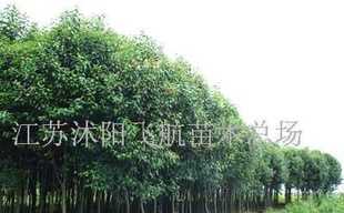國槐、垂槐、金絲垂柳等苗木_農副產品_世界工廠網中國產品信息庫