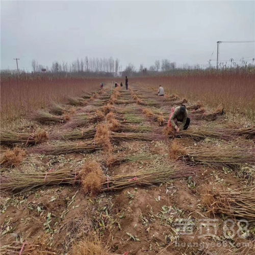 【黃金蜜二號桃樹苗、黃金蜜二號桃樹苗基地】- 