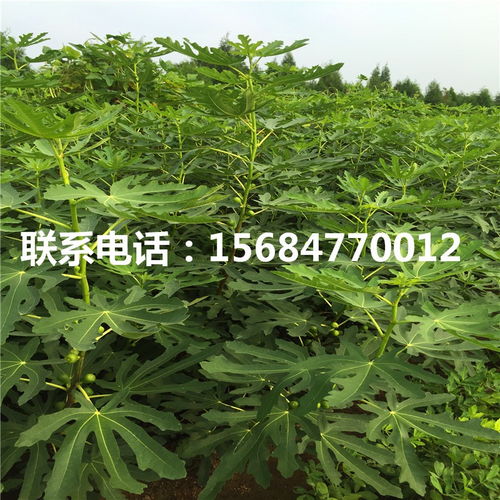 新品種無花果苗 無花果苗價(jià)格及報(bào)價(jià)