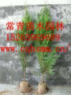 供應(yīng)側(cè)柏苗,側(cè)柏小苗,側(cè)柏樹苗_農(nóng)副產(chǎn)品_世界工廠網(wǎng)中國(guó)產(chǎn)品信息庫