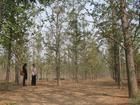供應(yīng)2012年供應(yīng)銀杏樹,求購銀杏樹【銀杏樹】銀杏苗木求購【銀杏苗木】銀杏樹供應(yīng)_紡織、皮革_世界工廠網(wǎng)中國(guó)產(chǎn)品信息庫