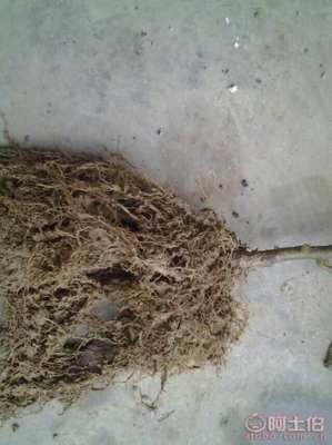 【自貢獼猴桃苗品種齊全%獼猴桃苗基地專業(yè)種植】獼猴桃苗,價(jià)格,廠家,供應(yīng)商,花木、果木種苗,雅安市名山區(qū)惠農(nóng)苗木種植農(nóng)民專業(yè)合作社 - 產(chǎn)品庫
