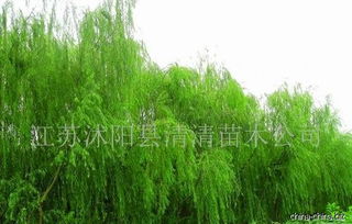 供應各種綠化苗木 0527 83394072