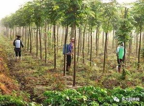 景觀苗木栽培圃地如何選擇 景觀苗木種植技術