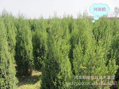 【優質河南鄢陵特產河南檜/松樹河南檜柏檜柏造型銷往全國】鄢陵縣佳壯苗木場 - 產品庫