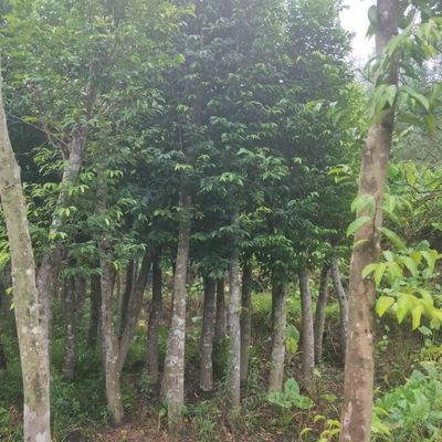 沉香苗木(奇楠苗木),沉香產品,化橘紅苗木,化橘紅產品