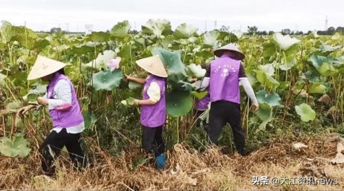 蕪湖這個小村的村歌唱上了春晚
