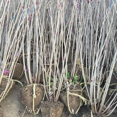紫荊樹批發采購_苗木產品圖片