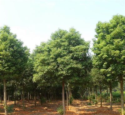 【12公分香樟樹價格