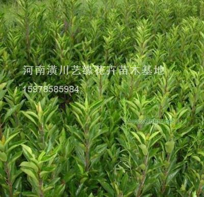 法國冬青-河南潢川藝緣花卉苗木基地(產品圖片)-產品庫-中國花木網